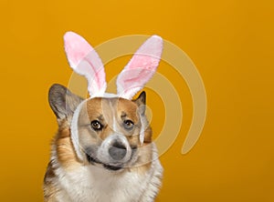 Of a corgi pembroke dog in the ears of an easter bunny on a green isolated background sitting with his tongue