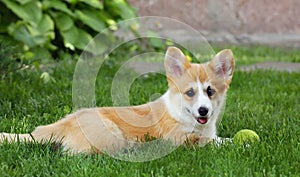 Corgi pembroke happy puppy lies on the green lawn