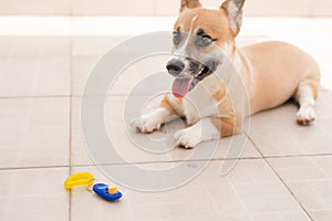 Corgi Pembroke Wales looking at a blue clicker, ready to play