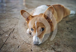 Corgi puppy