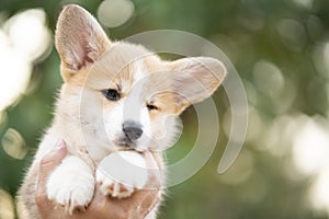 Corgi puppy baby dog in hand in summer sunny day