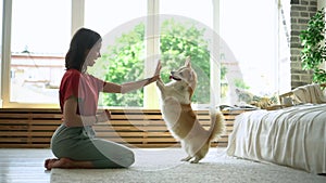 Corgi puppy dog jump and give high five female owner at home. Avki cute pet training. concept paw