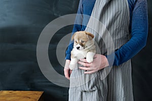 Corgi puppy dog sitting a apron pocket