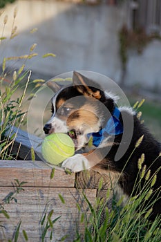 corgi puppy grabbing tennis ball off ledge