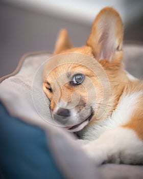 Corgi puppy with huge ears and puppy dog eyes laying in a dog bed with a funny squished face photo