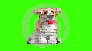 Corgi Puppy Listens to Music and Shakes His Head on a Green Background, Animation in 3D Pixel Voxel Style. All Parts are