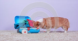 Corgi puppy looks at toy suitcase with clothes at home