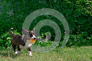 A corgi puppy runs on the grass. The dog is playing with a ball