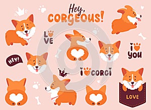 Corgi puppy set. Cute dogs in different poses. Vector illustration