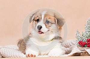 corgi puppy showing tongue