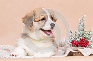 corgi puppy showing tongue