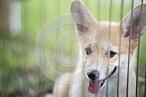 Corgi puppy sit stay and calm in the cage