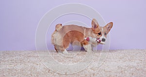 Corgi puppy training at home. Dog teaches fetch, aport command with handler