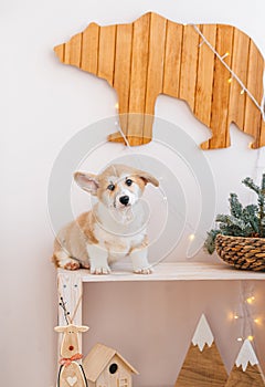 Corgi puppy and winter decorations