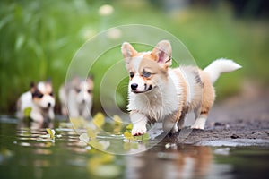 corgi rounding up ducks by a pond