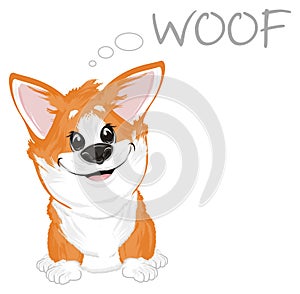 Corgi say woof