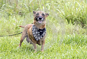 Corgi Shepherd Chihuahua mixed breed dog nursing puppies outside on leash. Dog rescue pet adoption photography