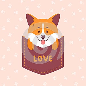 Corgi sitting inside the pocket. Cute dog vector illustration