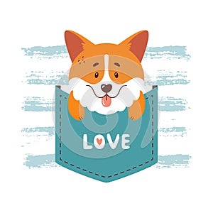 Corgi sitting inside the pocket. Cute dog vector illustration