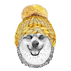 Corgi with yellow knitted hat and scarf. Hand drawn illustration of dressed dog