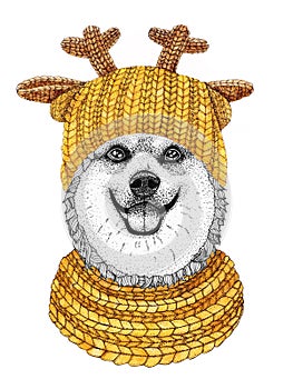Corgi with yellow knitted hat and scarf. Hand drawn illustration of dressed dog