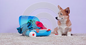 Corgy doggy sits near suitcase toy with colorful clothes