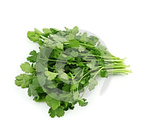 Coriander