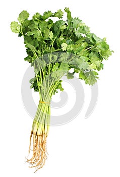 Coriander