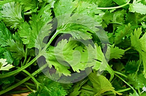 Coriander