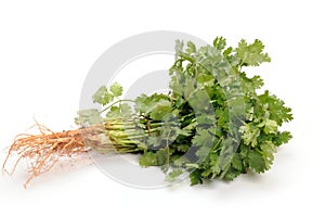 Coriander