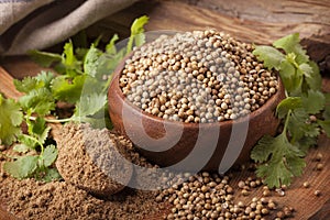 Coriander