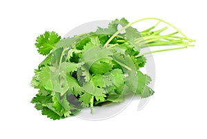 Coriander