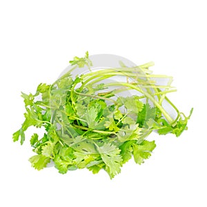 coriander