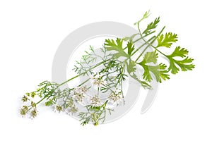 Coriander. It is also known as Chinese parsley, dhania or cilantro. Plant Isolated