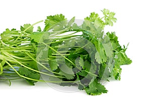 Coriander, also known as cilantro, isolated on white