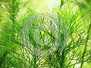 Coriander, Aromatic leaves.