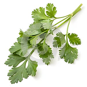 Coriander