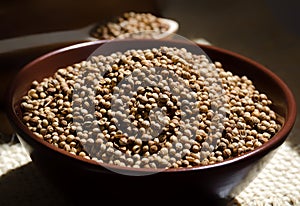 Coriander in a ceramic bowl in the rays of sunlight