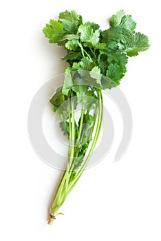 Coriander or cilantro isolated on white