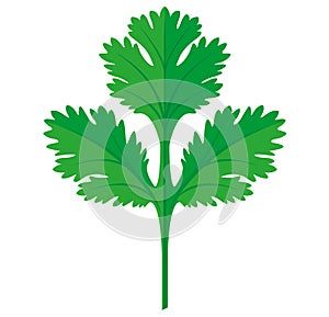 Coriander or Cilantro Leaf vector flat graphic illustration, fully adjustable and scalable. photo