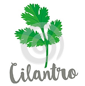 Coriander or Cilantro Leaf vector illustration