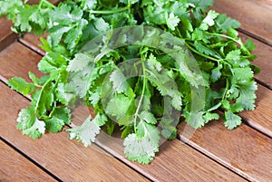 Coriander, Coriandrum sativum photo