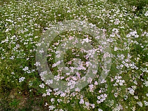 Coriander, Coriandrum sativum, is an erect annual herb in the family Apiaceae , madhubani bihar india photo