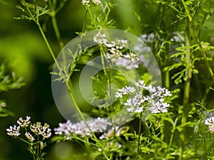 Coriander (Coriandrum sativum) photo