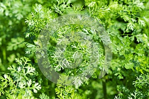 Coriander (Coriandrum sativum L.)