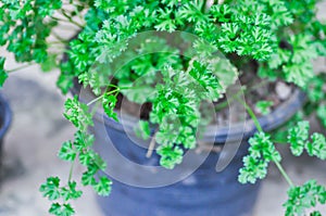 Coriander ,Coriandrum sativum L or APIACEAE or UMBELLIFERAE plant