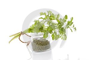 Coriander, culinary aromatic herbs.