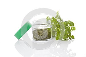Coriander, culinary aromatic herbs.