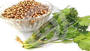 Coriander or dhania plant close up