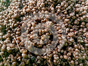 Coriander (dhania) seeds which are preety local